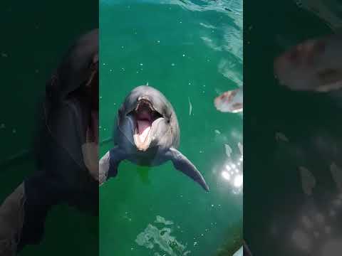 ヨーロッパの海洋哺乳類の国勢調査