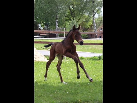 2021* Raven (von Revolution) x Jazz Stute Fohlen filly Dressur ***for sale***