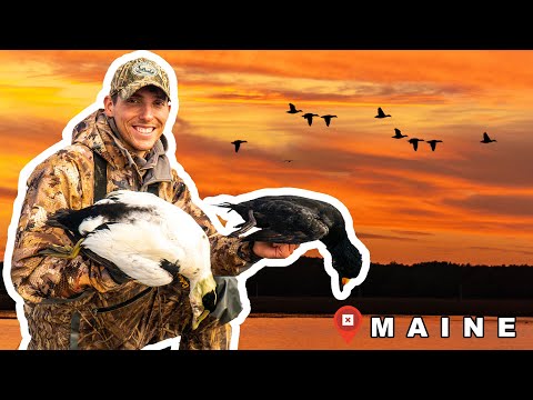 Sea Duck Hunting In Maine | Eiders and Scoters!!