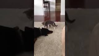 Imgur  The magic of the Internet 17