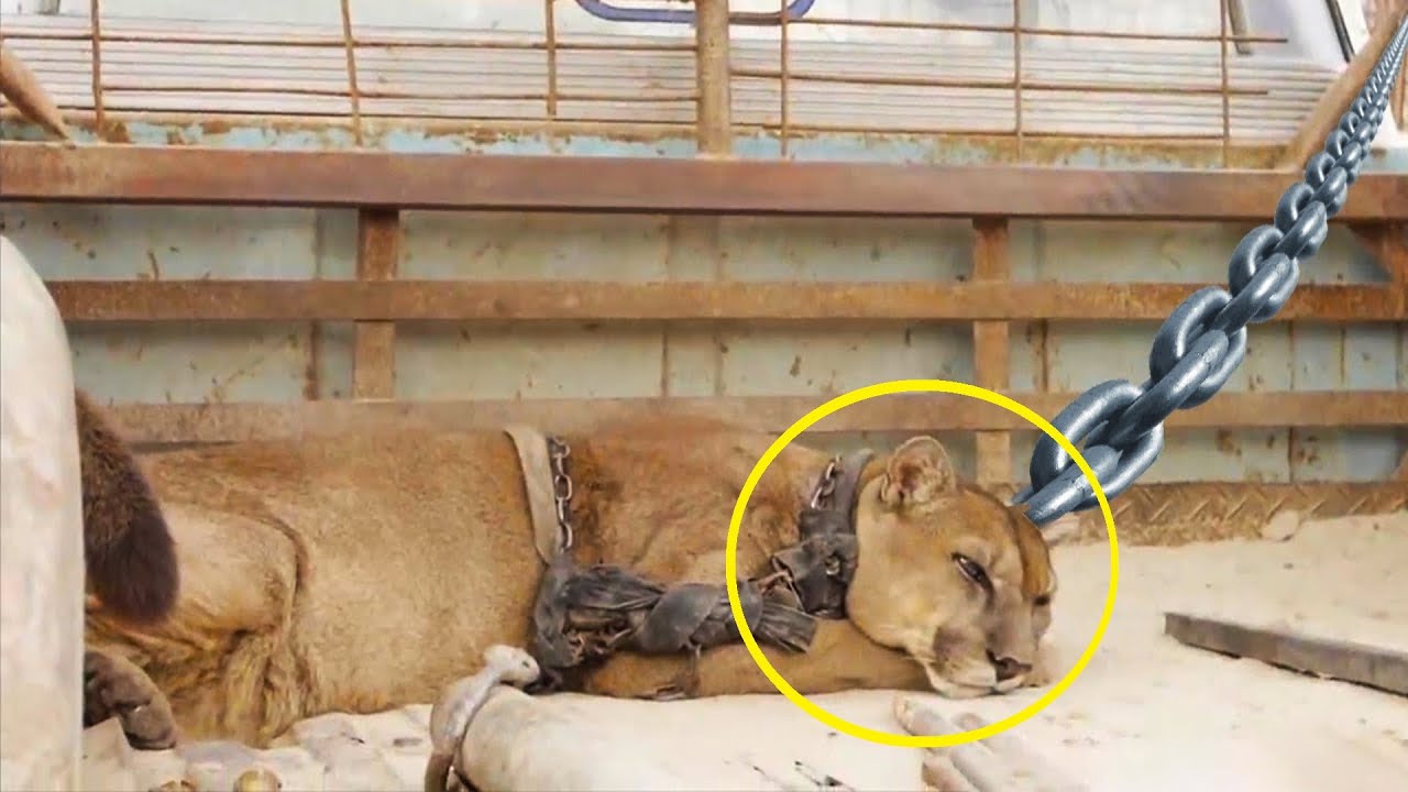 Пума была скована цепями 20 лет — ее реакция после освобождения заставит вас рыдать!