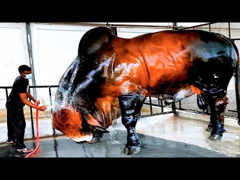 8 BIGGEST BULLS IN THE WORLD