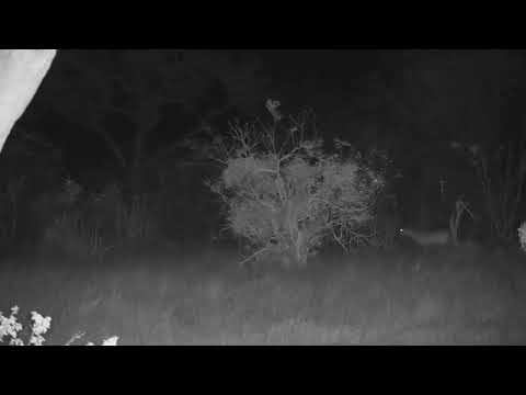 Djuma: Lone Impala ram on open area - 19:18 - 09/24/20