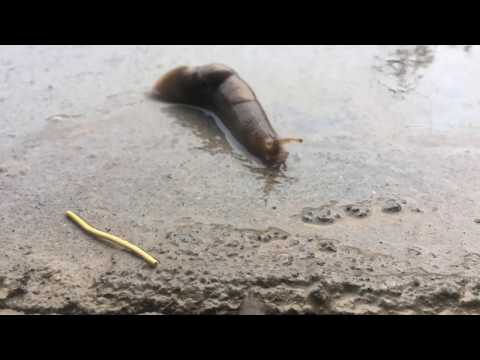 (1/3) Afghan Slug Invasion Timelapse