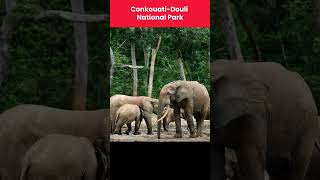 Most Remote Parks in Congo #exploration #africa