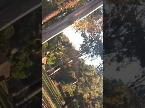 Yowie Caught In Daytime In Plain Sight (Dark Figure By Tree) Video 2