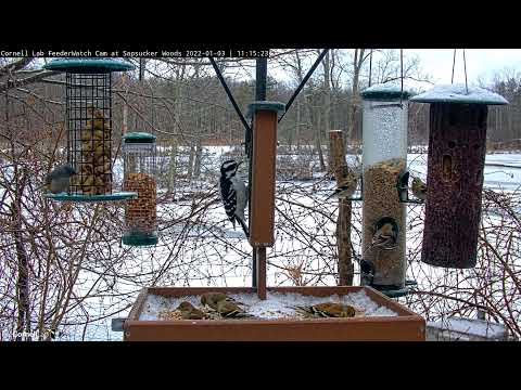American Goldfinches Highlight Several Common Species At Cornell Feeders – Jan. 3, 2021