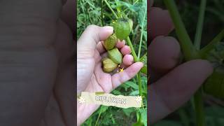 Download lagu Petik Ciplukan #ciplukan #buahlangka #manis #petikbuah #bengkulu #cecendet #buahliar #enak #manfaat mp3