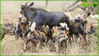 Top 50 Crazy Hunting Moments Of Wild Dogs Recorded On Camera | Wild Animals