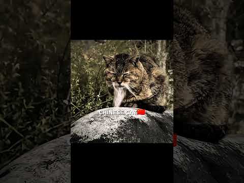 CATS NATIONALITY😼