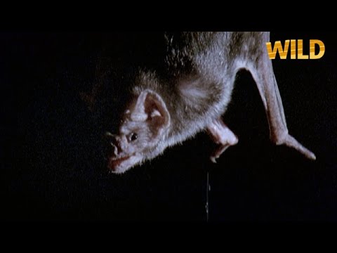 Quand la chauve-souris vampire se met en chasse