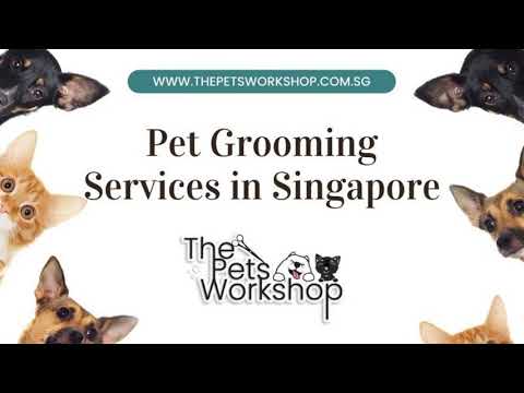 How Do I Choose Best Pet Groomers Singapore | The Pets Workshop