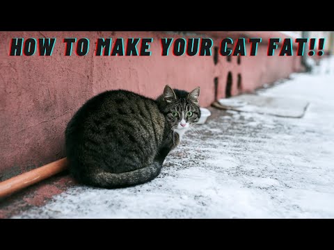 8 Ways To Make Your Cat Fat