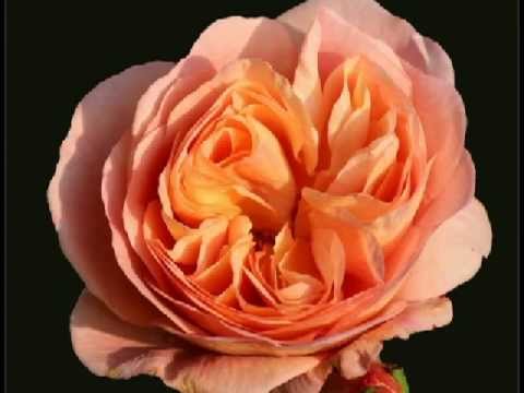 Josef Strauss  Herbstrosen - Walzer