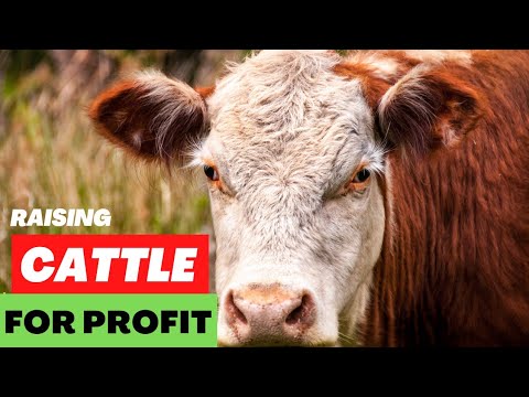 , title : 'Cattle Farming Basics - Raising Cattle For Profit'