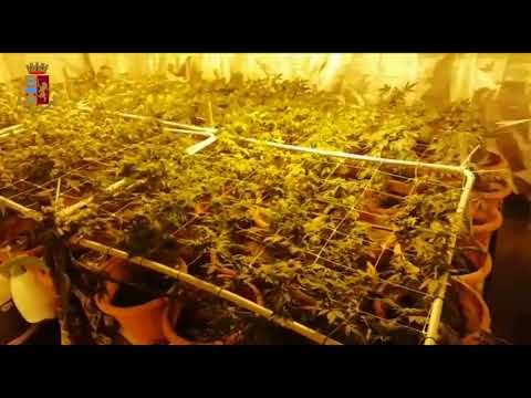Colleferro coltivazione marijuana