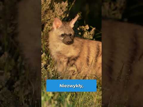 TOP 5 Zwierząt, których nie można trzymać w zoo #shorts