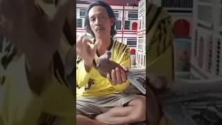 Download lagu mata putih yg bagus #merpati #merpatikolong #merpatibalap mp3