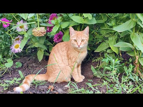 Cats and nature or cats walking outside  4k