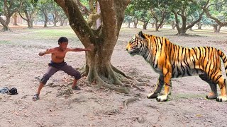 tiger attack man |  forest | tiger. attack  jungle | Movie
