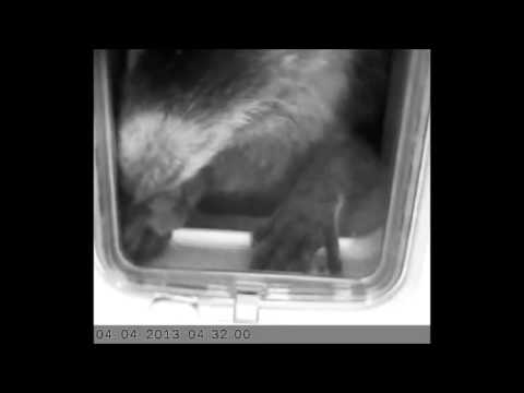 Raccoon vs SureFlap Microchip Cat Flap /with intruder detection and external latch.