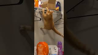 Roscoe's in trouble😁😁😁#funnyshorts #funny #shorts #memes
