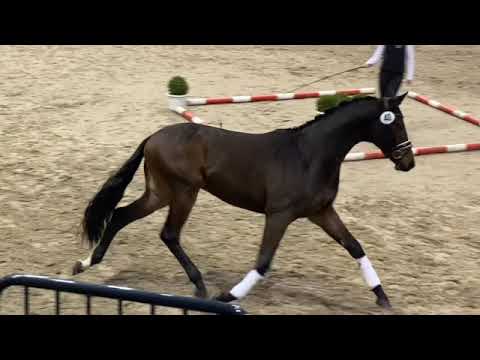 Prinz Eugen - Trakehner Hengstmarkt 2022