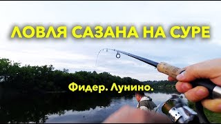Ловля сазана на кукурузу в июле