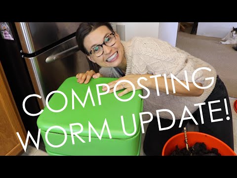 COMPOSTING WORM UPDATE - HARVESTING, MAINTENANCE, ETC.
