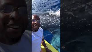 Would you get this close to a whale? 🐳📍Maui, Hawaii