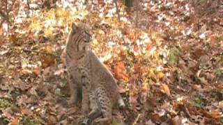 preview picture of video 'Bitely Michigan Bobcat 2009'