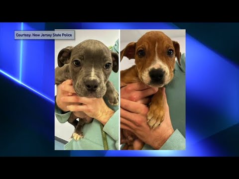 NJ  P. E. T. A. Offering Reward For Suspect Wanted In Abandonment Of 3 Puppies