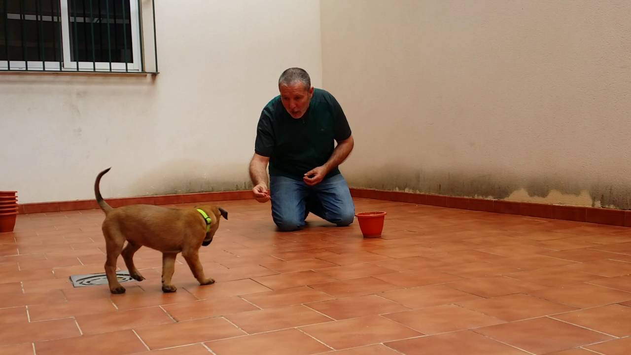 Iniciación del Cachorro a la Detección