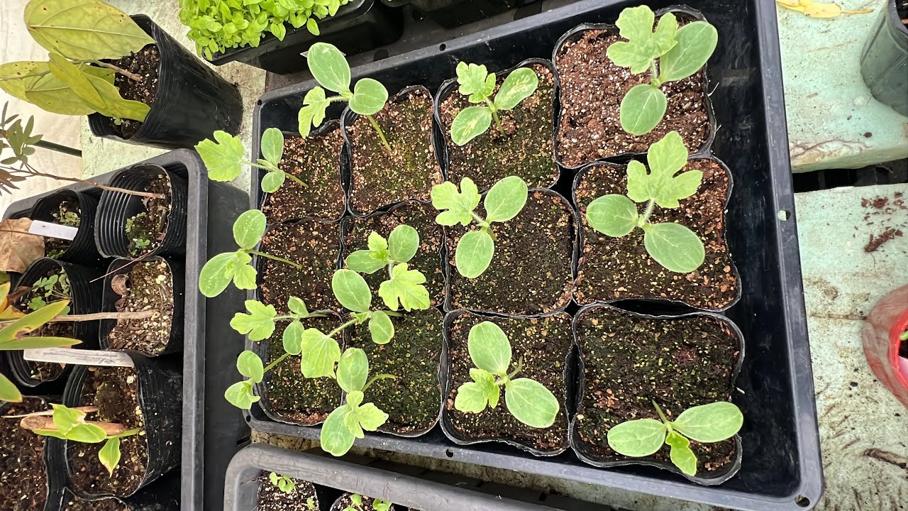 เพาะแตงโม พันธุ์เวียดนามและไทย เพื่อปลูกกินเอง ปีนี้2569