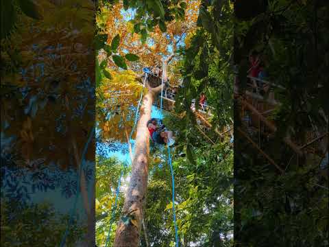 #parquelaspozasdeljochi #parquejochi #villatunari #cochabamba