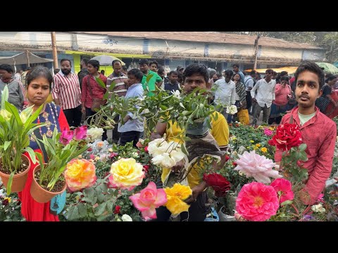 Climbing Rose Variety Ginger Lily & Houseplant Reviewing Galiff Street Market | Best Flowers Forever