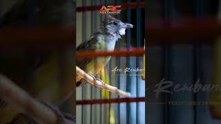 Download lagu KAPAS TEMBAK GACOR NEBREN PANJANG mp3