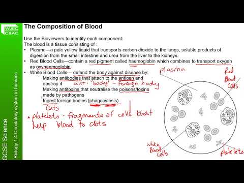 Science Biology Year 10 B1 4 Lesson 5 Blood
