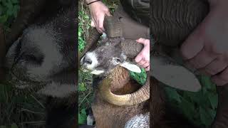 Atemberaubende Jagd zur Muffelbrunft mit  ⁨@copterpro10⁩