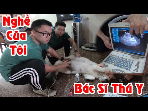 Nghề Của Tôi - Bác Sĩ Thú Y