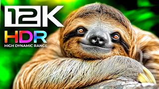 12K HDR TV World's Most Vibrant Animals & Wildlife 60FPS 8K VIDEO ULTRA HD