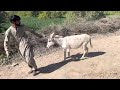 Amazing Horse And Donkey Meeting First Time