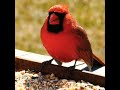 Red Cardinal sounds, #shorts #birdssounds,#cardinals,#cutebirds #beautifulbirds #birds_chirping