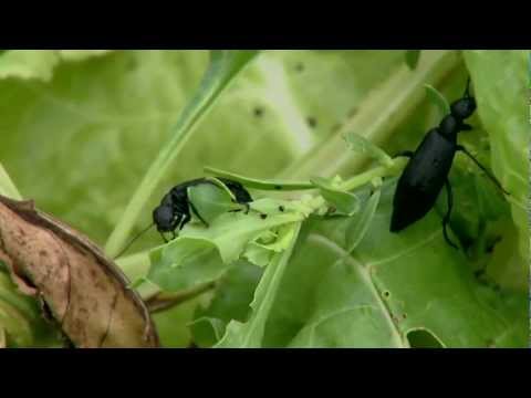 image-Where are blister beetles found in the US?