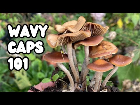 Wavy Caps, Psilocybe cyanescens | UK Magic Mushrooms