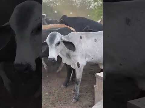 122 Garrotes: 1.680 reais cada em Vista Serrana/ Paraíba. Whatsapp 84 99810 2784*#gado