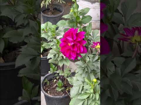 #harjeetharman #kudrat #flowers #trendingshorts #music #punjabisong #love #shortsvideo #love #yt