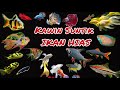 Cara Kawin Suntik Ikan Hias