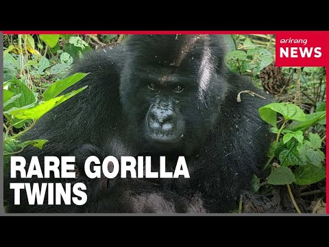 Endangered mountain gorilla gives birth to twins in Congo