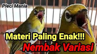 Download lagu Masteran Pleci Paling Enak Bikin Nembak Variasi mp3
